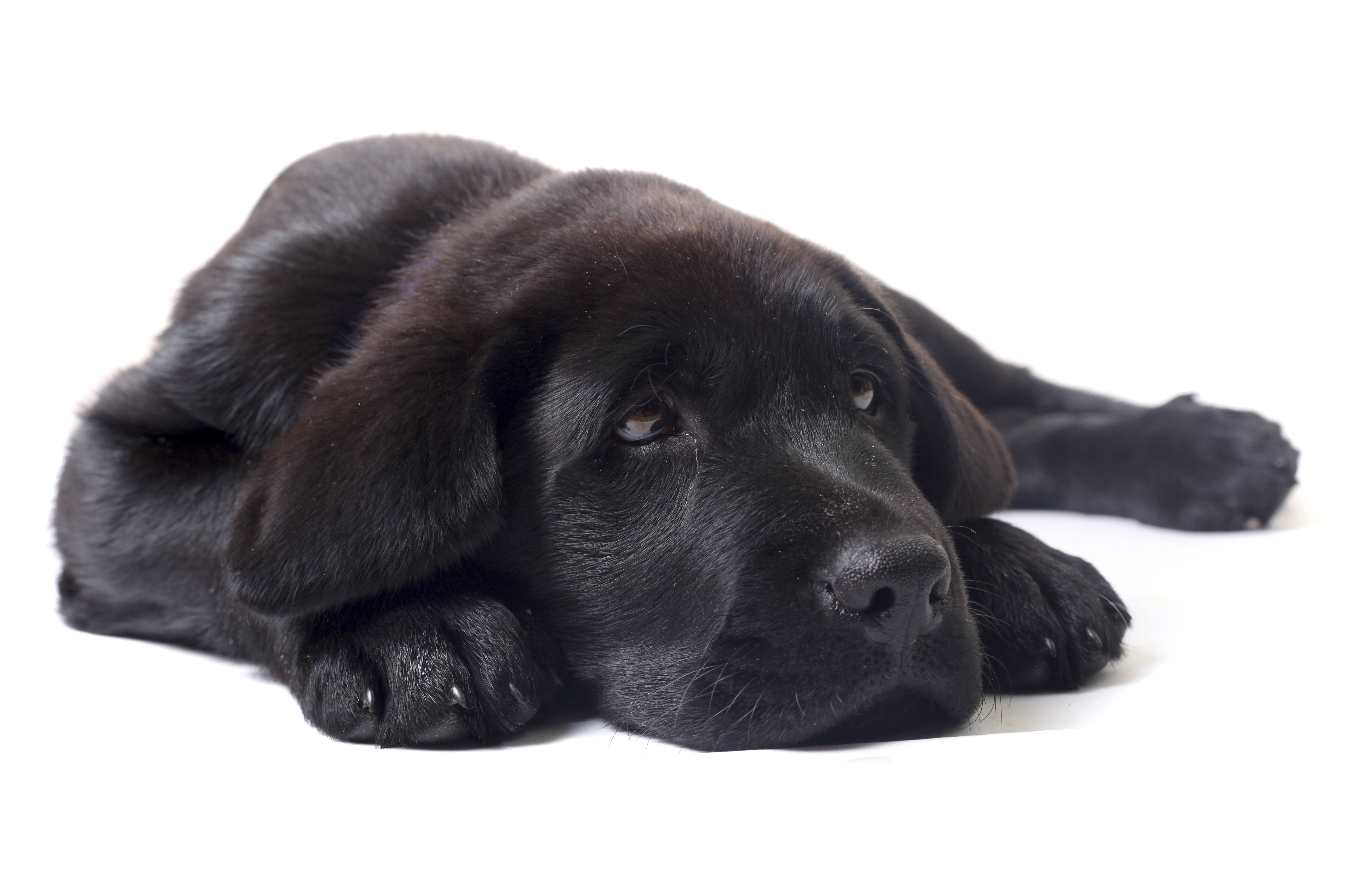 FREE Quote on an Invisible Dog Fence Today • Hidden Dog Fence Company